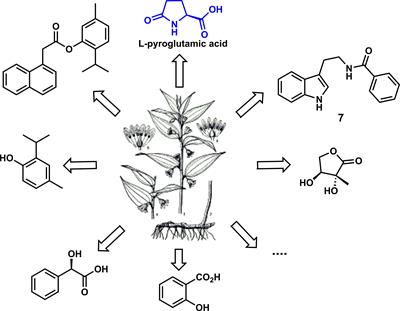 Natural products-based: Synthesis and antifungal activity evaluation of novel L-pyroglutamic acid analogues